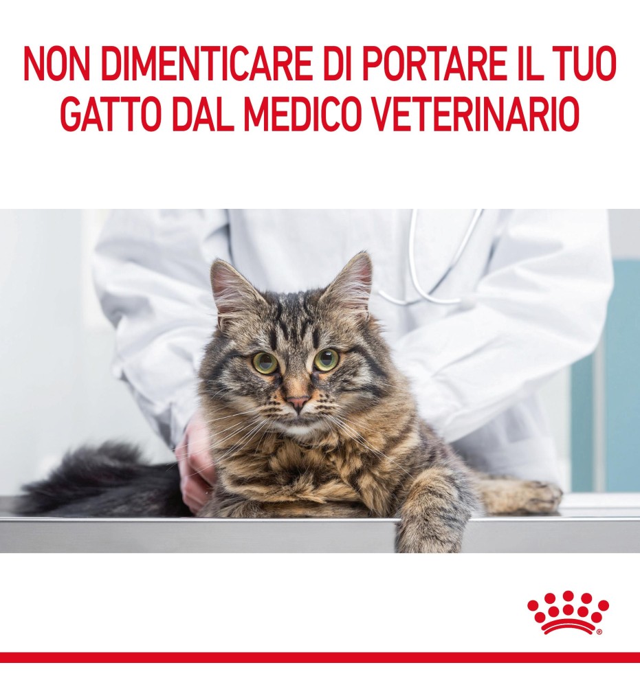 ROYAL CANIN® FELINE CARE NUTRITION DIGESTIVE CARE Dry Pet Food for Cat - Supporto digestivo per il benessere felino