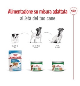 ROYAL CANIN® SIZE HEALTH NUTRITION MINI ADULT 8+ - Alimento secco per cani maturi di taglia piccola (fino a 10 kg) | Acquista or