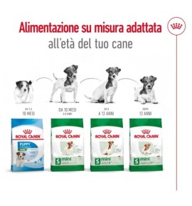 ROYAL CANIN® SIZE HEALTH NUTRITION MINI ADULT 8+ - Alimento secco per cani maturi di taglia piccola (fino a 10 kg) | Acquista or