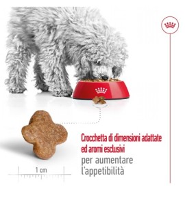 ROYAL CANIN® SIZE HEALTH NUTRITION MINI ADULT 8+ - Alimento secco per cani maturi di taglia piccola (fino a 10 kg) | Acquista or