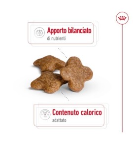 ROYAL CANIN® SIZE HEALTH NUTRITION MINI ADULT 8+ - Alimento secco per cani maturi di taglia piccola (fino a 10 kg) | Acquista or