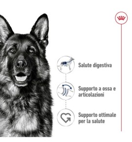 ROYAL CANIN® SIZE HEALTH NUTRITION MAXI ADULT - Alimento secco per cani adulti di taglia grande (26-44 kg) - Acquista ora!