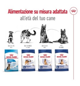 ROYAL CANIN® SIZE HEALTH NUTRITION MAXI ADULT - Alimento secco per cani adulti di taglia grande (26-44 kg) - Acquista ora!