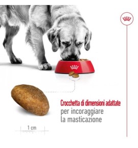 ROYAL CANIN® SIZE HEALTH NUTRITION MAXI ADULT - Alimento secco per cani adulti di taglia grande (26-44 kg) - Acquista ora!
