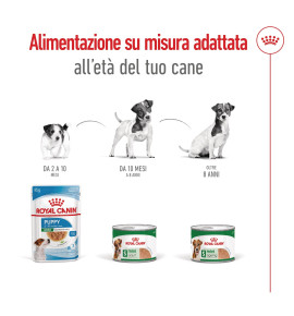 ROYAL CANIN® SIZE HEALTH NUTRITION MINI ADULT 8+ - Alimento secco per cani maturi di taglia piccola (fino a 10 kg) | Acquista or