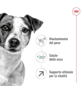 ROYAL CANIN® SIZE HEALTH NUTRITION MINI ADULT 8+ - Alimento secco per cani di taglia piccola | Ideale per cani maturi fino a 10