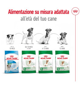 ROYAL CANIN® SIZE HEALTH NUTRITION MINI ADULT 8+ - Alimento secco per cani di taglia piccola | Ideale per cani maturi fino a 10