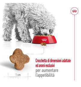ROYAL CANIN® SIZE HEALTH NUTRITION MINI ADULT 8+ - Alimento secco per cani di taglia piccola | Ideale per cani maturi fino a 10