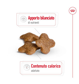ROYAL CANIN® SIZE HEALTH NUTRITION MINI ADULT 8+ - Alimento secco per cani di taglia piccola | Ideale per cani maturi fino a 10