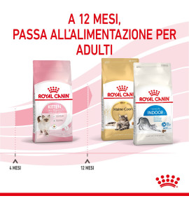 "Royal Canin Feline Health Nutrition Kitten Dry Pet Food for Cat - Complete and Balanced Nutrition for Your Growing Kitten"