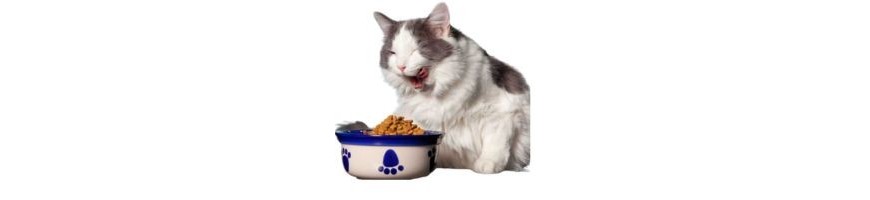 Alimenti Gatto