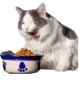Alimenti Gatto