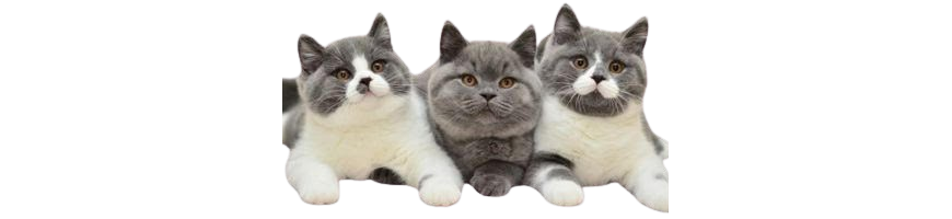 Cat Area