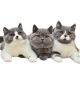 Cat Area