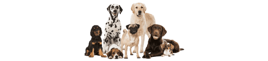 Dog Area