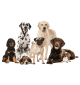 Dog Area