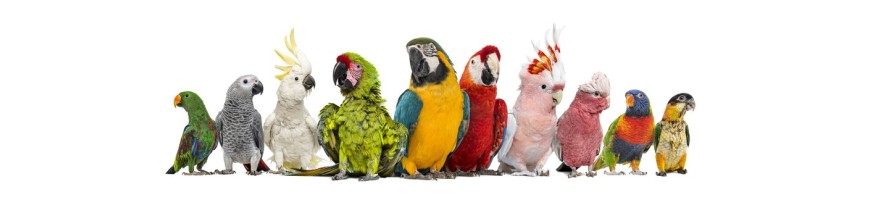 Bird & Co. Area