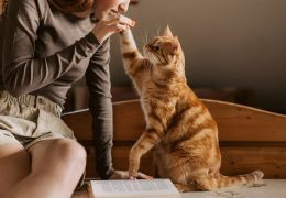 Cura e gestione del gatto in casa